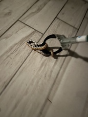 Pantherophis guttatus