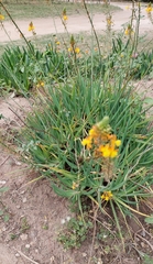 Bulbine frutescens