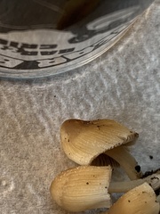 Micacei