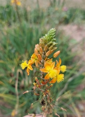 Bulbine frutescens