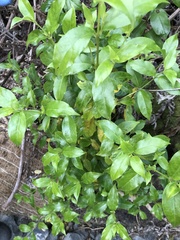 Geniostoma ligustrifolium