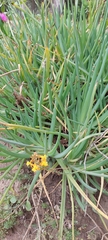 Bulbine frutescens