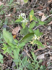 Lonicera morrowii
