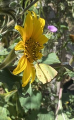 Abaeis salome jamapa