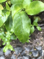 Geniostoma ligustrifolium