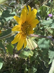 Abaeis salome jamapa