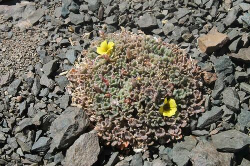 Oxalis compacta (Oxalis compacta)