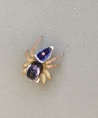 Maratus hesperus