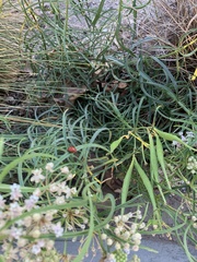 Coccinellinae