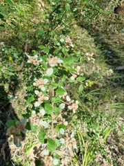 Spyridium parvifolium