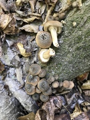 Lentinus tigrinus