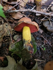 Boletus subluridellus
