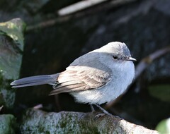 Serpophaga nigricans