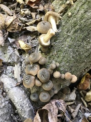 Lentinus tigrinus