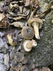 Lentinus tigrinus