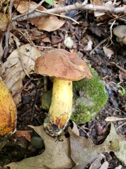 Boletus subluridellus