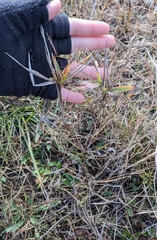 Dichanthelium scribnerianum