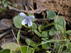 Viola sieberiana