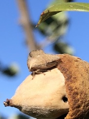 Telamonanthe