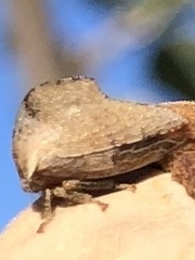 Telamonanthe