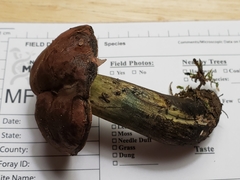 Boletus subluridellus