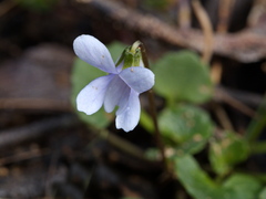 Viola sieberiana