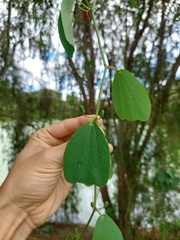Passiflora cuneata, photograph Daniel Mesa, CC BY, iNaturalist via GBIF