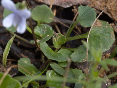 Viola sieberiana