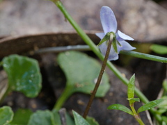 Viola sieberiana
