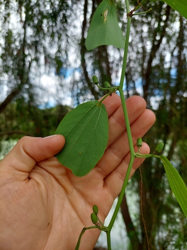 Passiflora cuneata, photograph 4