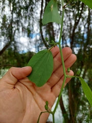 Passiflora cuneata, photograph Daniel Mesa, CC BY, iNaturalist via GBIF