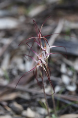 Caladenia filamentosa