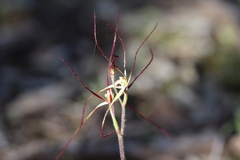 Caladenia filamentosa