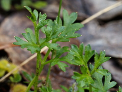 Xanthosia dissecta