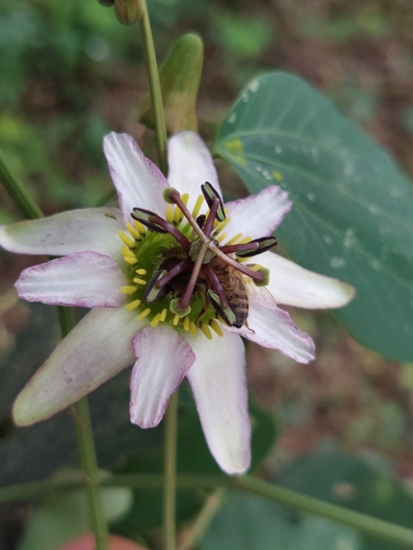 Passiflora cuneata, photograph 5