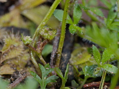 Xanthosia dissecta