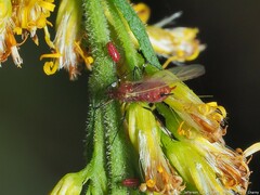 Uroleucon nigrotuberculatum