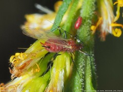 Uroleucon nigrotuberculatum