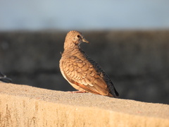 Columbina inca