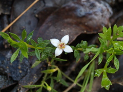Cyanothamnus nanus nanus