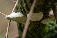 Fuscopostia fragilis