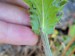 Cirsium brevistylum