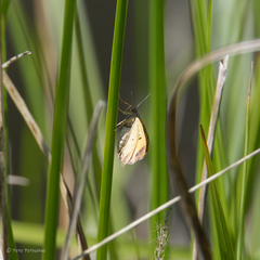 Anachloris subochraria
