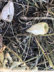 Physalis cinerascens