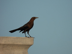 Quiscalus mexicanus