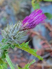 Cirsium brevistylum