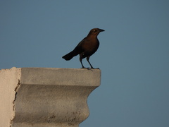 Quiscalus mexicanus
