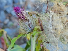 Cirsium brevistylum