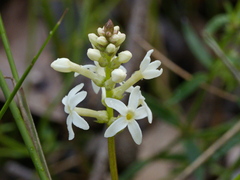 Stackhousia monogyna