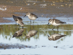 Calidris pusilla